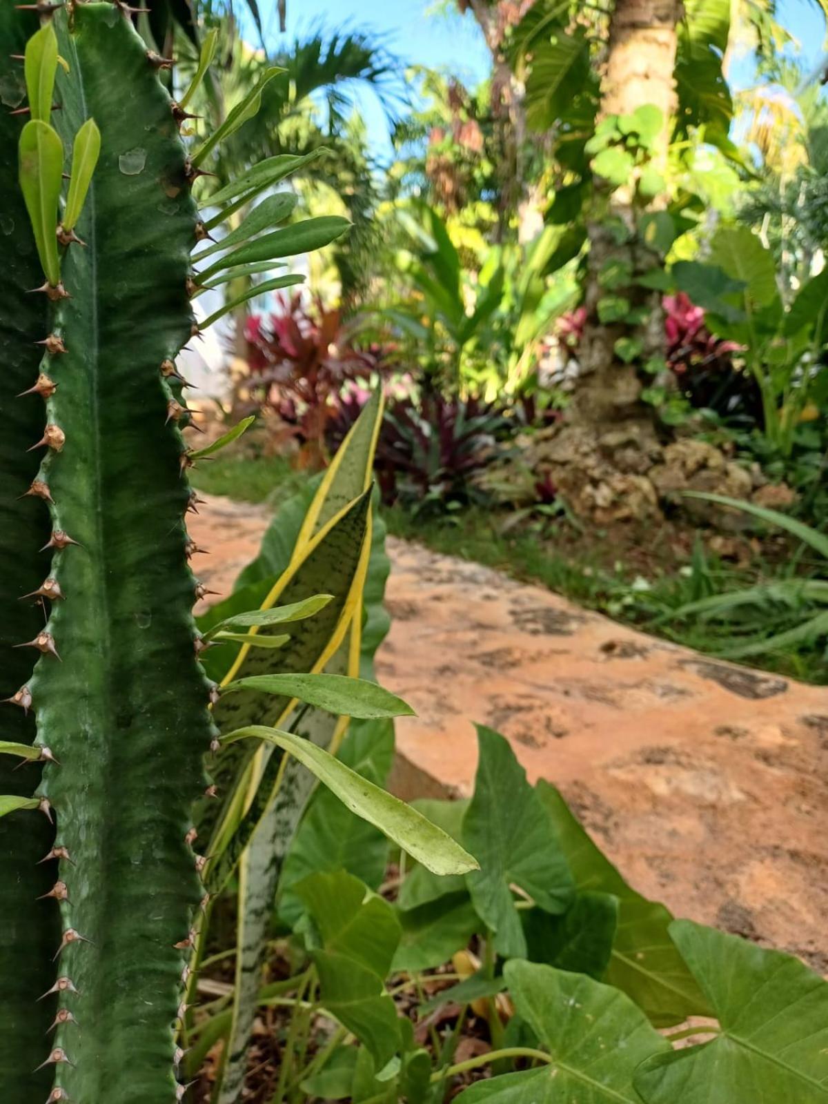 Green Paradise Leona Vicario Zewnętrze zdjęcie